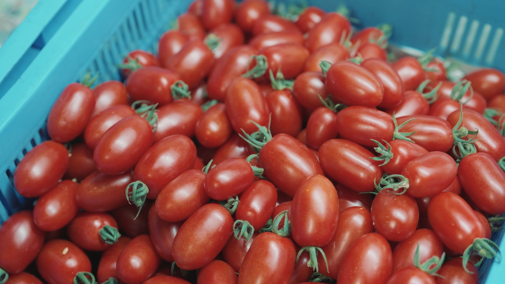 水を絞って甘いトマトに