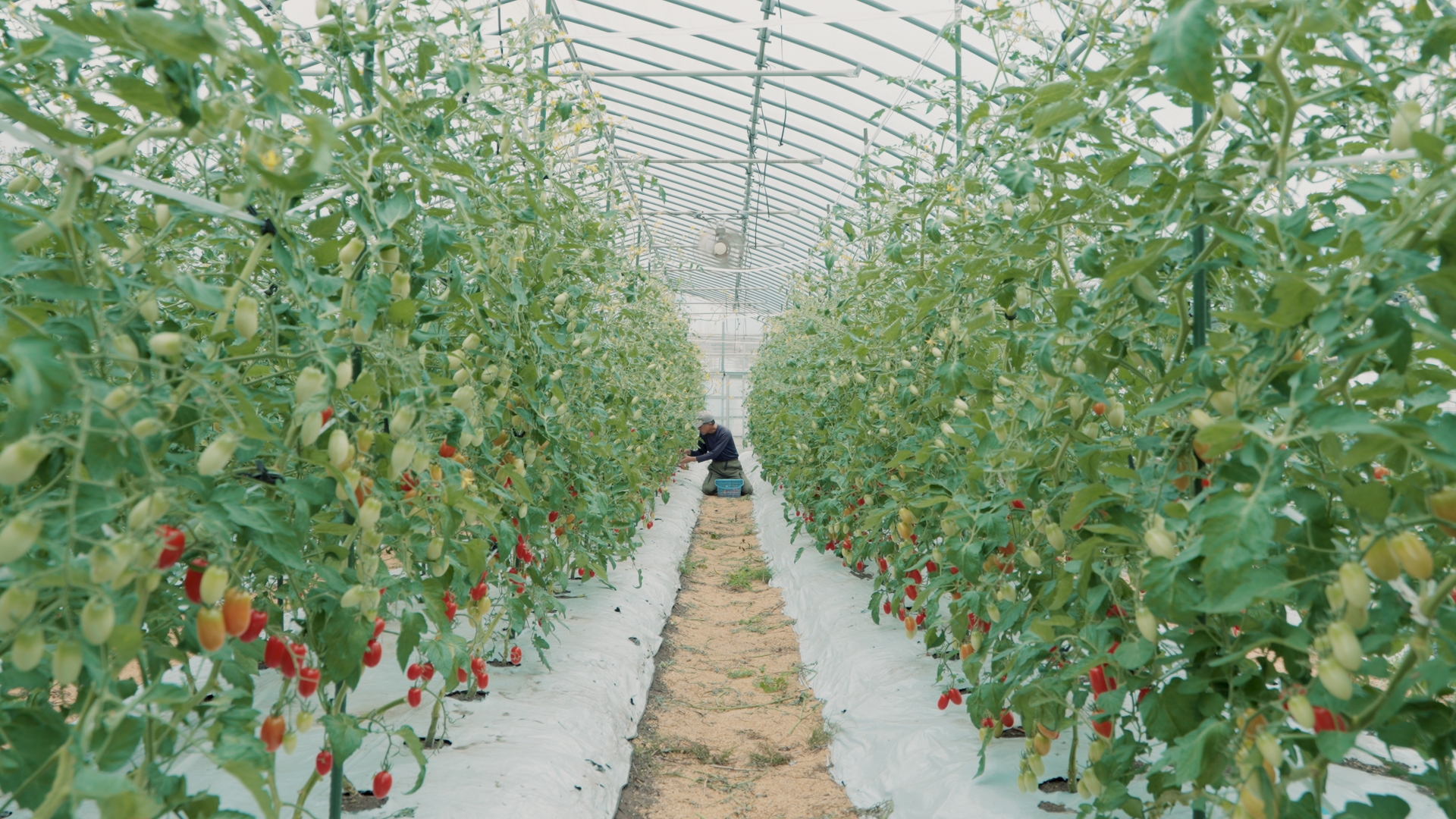 微生物いっぱいの土づくり